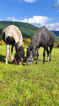 Paso fino - 3