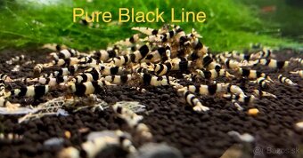 TOP PREMIUM Krevety, Akva machy, PREMIUM RED BOA - TRENCIN - 3