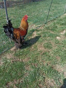 Predám brahmanky - 3