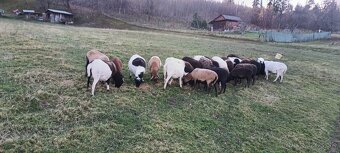 Prodám ovce kamerunské dorper - 3