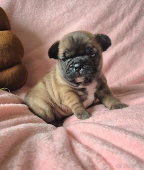 Francúzsky buldoček s PP - 3