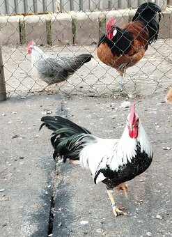 Zdr. Vlaška strieborná - 3