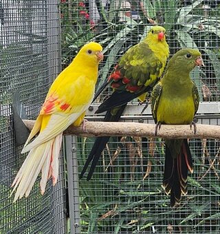 Austrália odcervenie S76 - 3