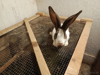 Šarišský Obrovitý x Belgický obor - 3