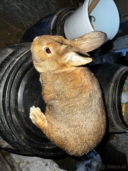 Viedensky biely x burgundsky - 3