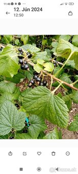 Ribezlie. Červené a cierne velke plody - 3