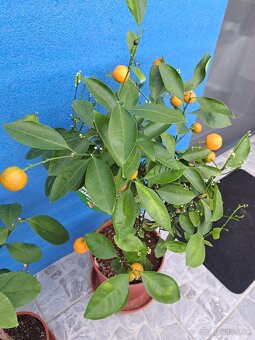 Citrus calamondin Citrus Mitis - 3