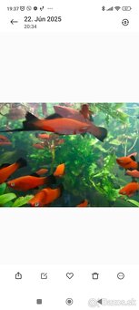 Predám Mečúne mexické Ada - 3