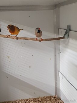 Astrild trstinový, pásovník dlhochvostý - 3