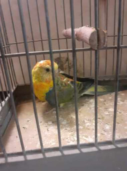 ponúkam na predaj - 3