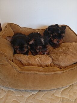 Yorkshire teriér Yorkshir - 3