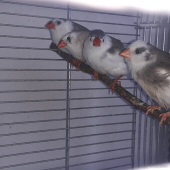 predám andulky a zebričky - 3