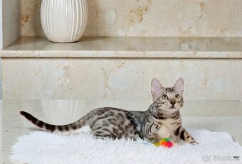 Strieborná bengálska mačka na predaj - 3