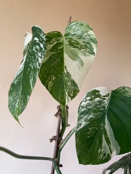 Monstera albo variegata - 3