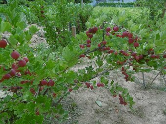 Červené egreše - 3
