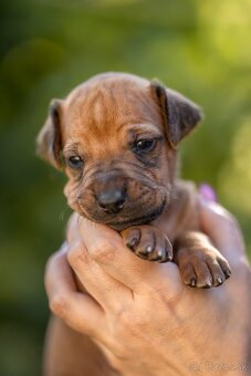 Rhodesian ridgeback steniatka s PP - 3