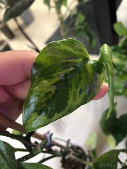 Pothos vzácny - 3