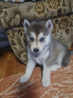 Husky - 3