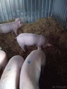 Odstavčata 25kg - 3