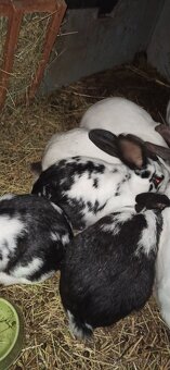 Predám 3 mesačne  králiky - 3