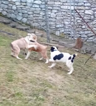 Stredoázijský ovčiak -šteniatka - 3