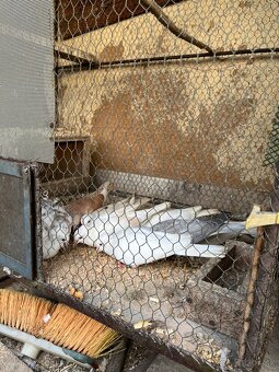 Predám hrdličky - 3