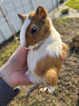 Morské prasiatko - 3