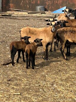 jahniatka kamerunskej ovce - 3