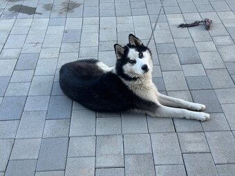 Sibírsky husky - 3
