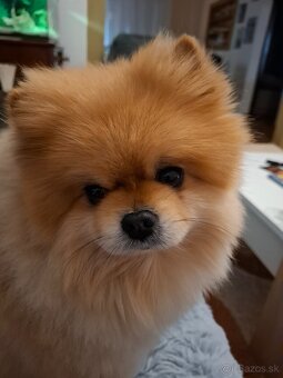 Nemecký trpaslíci špic-pomeranian - 3