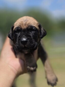 Cane corso šteniatka - 3