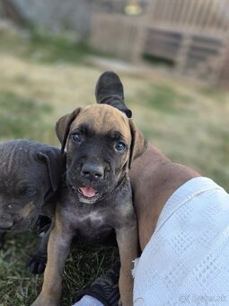 Cane corso šteniatka - 3