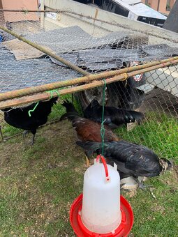 Ayam cemani kohútiky - 3