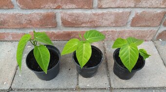 Mučenka (Passiflora) - sadeničky - 3