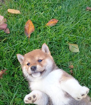 Shiba Inú s PP Fci - 3