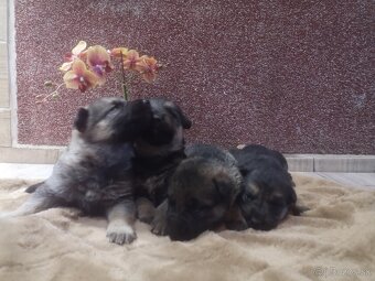 nemecky ovčiak šteniatka - 3