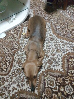 Predam jazvecik hlatko srsni trpazlik - 3