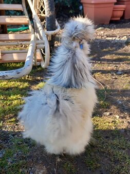 USA-hodvabničky - 3