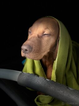 Maďarská vyžla - krytie - 3