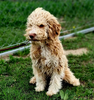 Lagotto Romagnolo steniatko s PP papiermi - 3