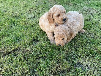 Predam cavapoo - 3