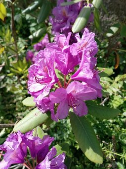 Pekne rododendrony a pajazmin vencovy - 3