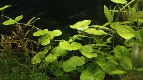 Akvarijné rastlinky - 3
