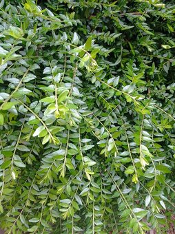 Lonicer nitida - 3