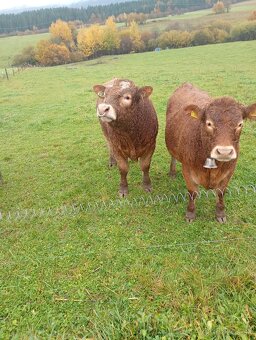 Predám telnu jalovicu L/simental - 3