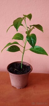 Maracuja Passiflora edulis (mučenka) - 3