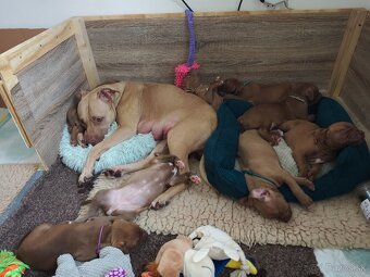 Americký pitbull teriér štěňata s PP - 3