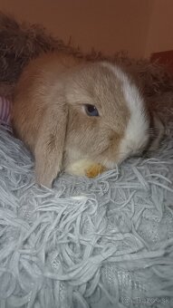 Minilop baranček - zakrslý kralik - 3