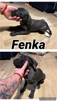 Predám/eladó Cane corso - 3