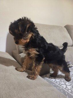 Predám psíka Yorkshirsky terier - 3